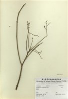 藏品(大青)的圖片